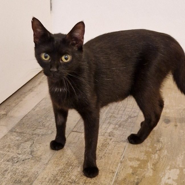 Selma - Chat Européen à adopter