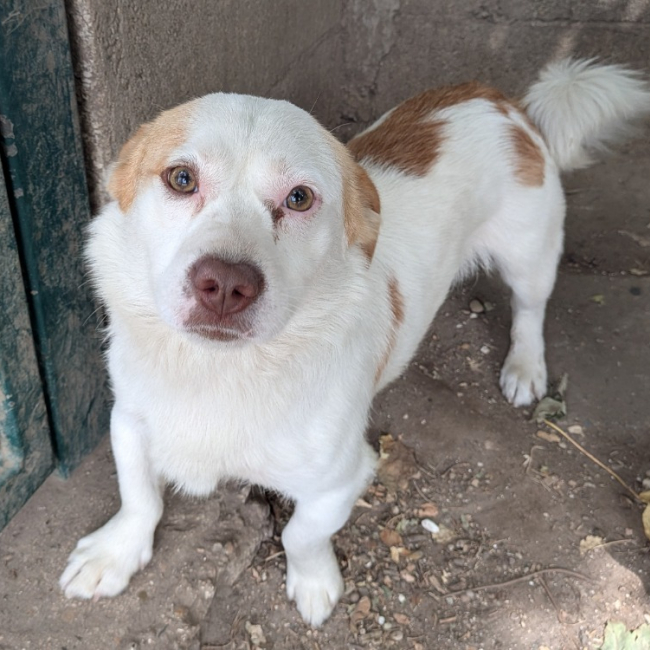 Punky - Chien à adopter