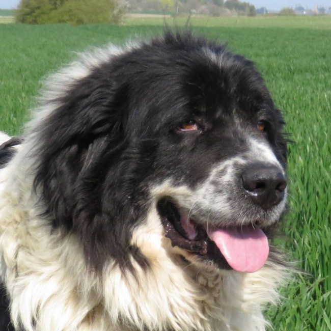Pepsy - Chien à adopter