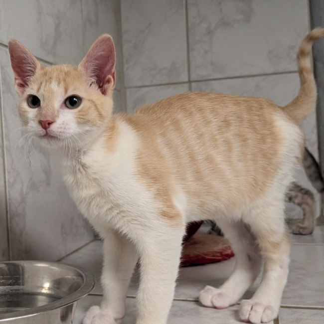 Zino - Chat Européen à adopter