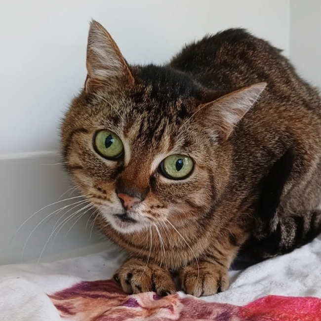 Iris - Chat Européen à adopter