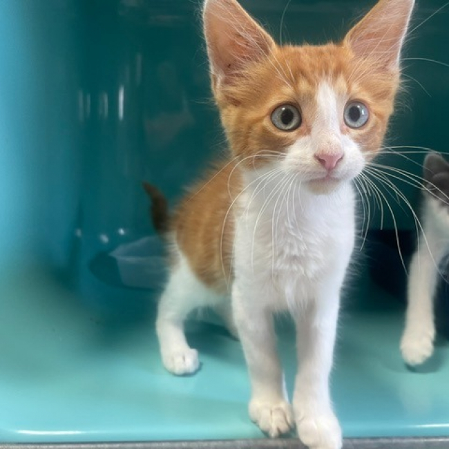NoËl - Chat Européen à adopter