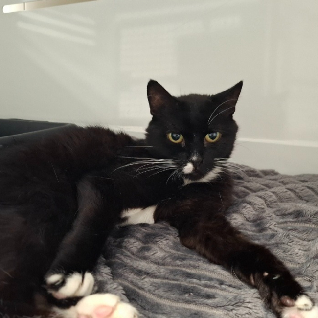 Pitache - Chat Européen à adopter