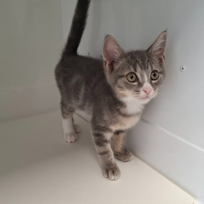 Babeth - Chat Européen à adopter