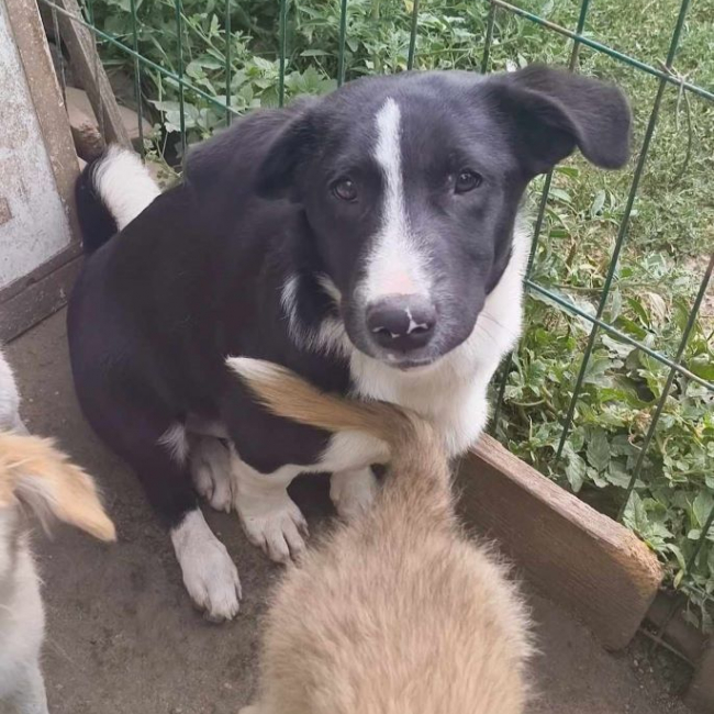 Rami - Chien à adopter