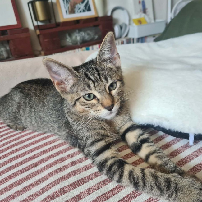 Billy - Chat Européen à adopter