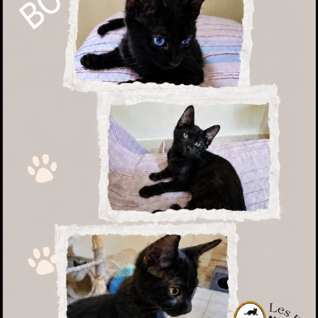 Boomer - Chat Européen à adopter