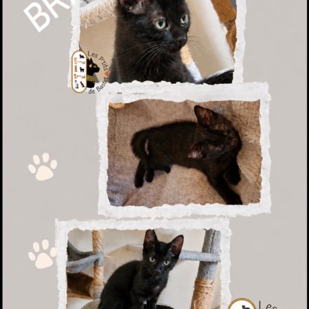 Briseis - Chat à adopter