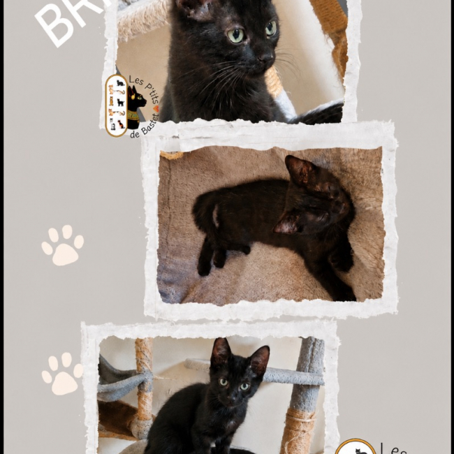 Briseis - Chat à adopter