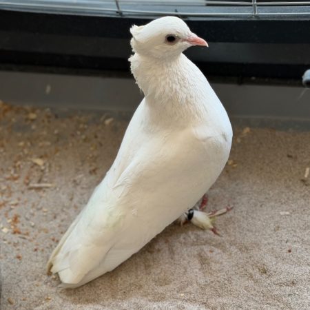 Ben - Oiseau à adopter
