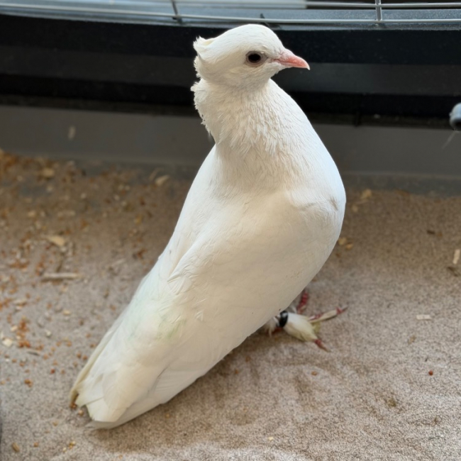 Ben - Oiseau à adopter