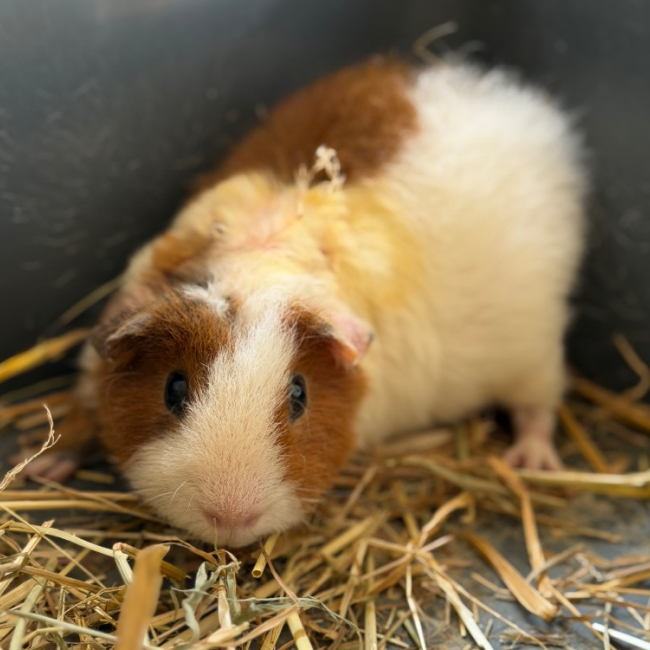 Nico - Rongeur Cobaye à adopter
