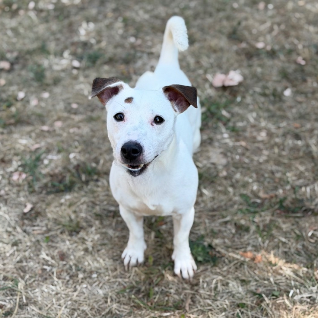 Ace - Chien à adopter