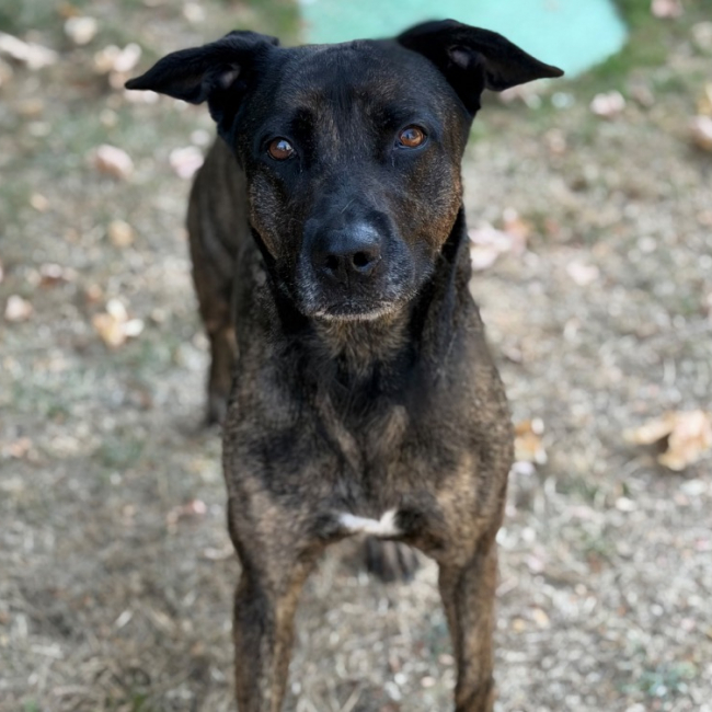 Thalya - Chien à adopter