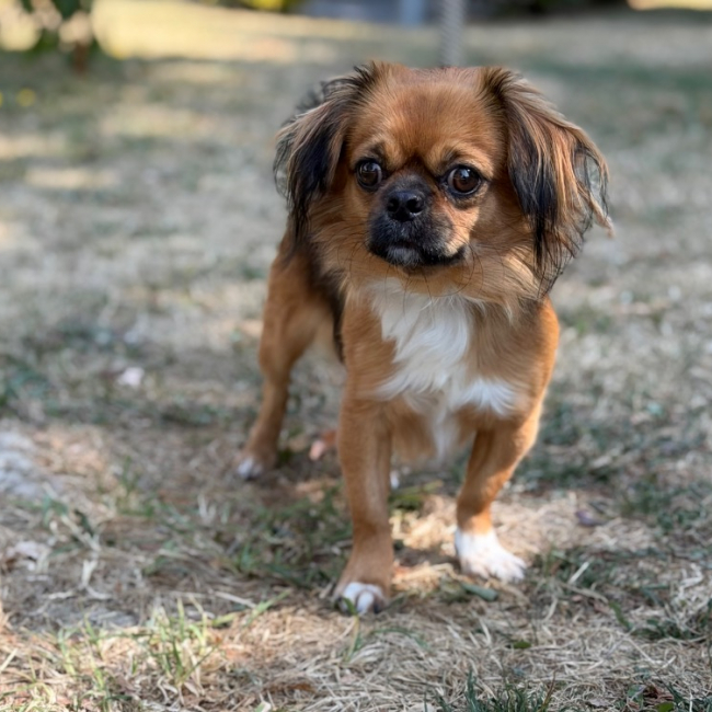 Leo - Chien à adopter