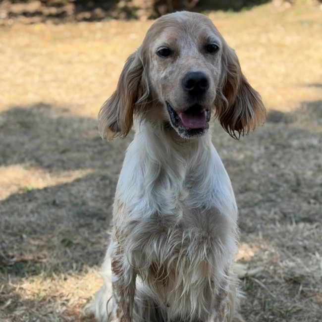 Saya - Chien Setter Anglais à adopter