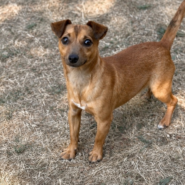 Picwic - Chien à adopter