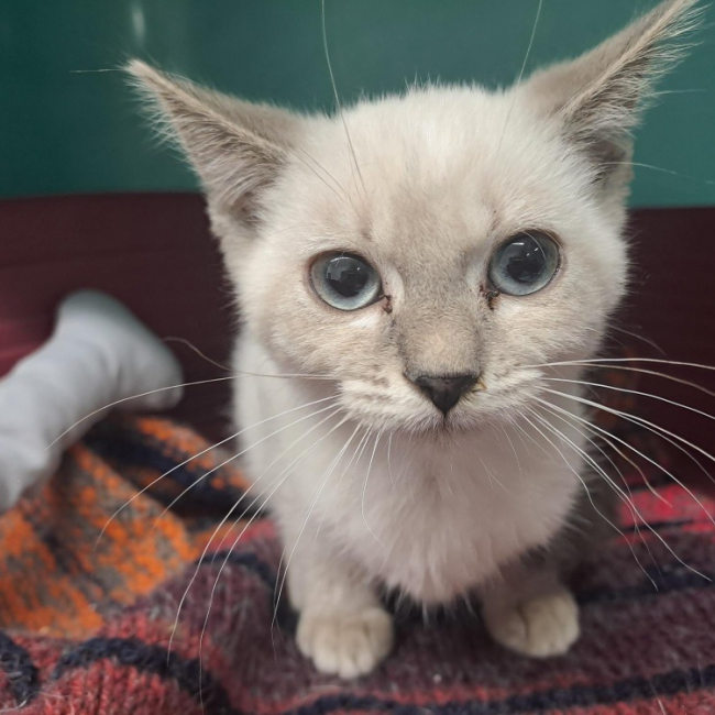 Tofu - Chat Européen à adopter