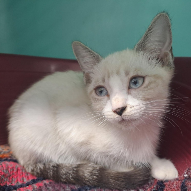 Yuzu - Chat Européen à adopter
