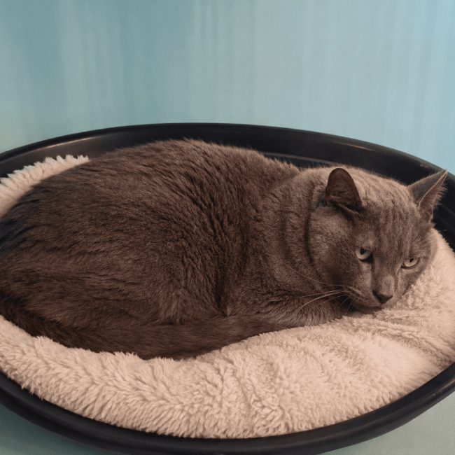 Grizou - Chat Européen à adopter