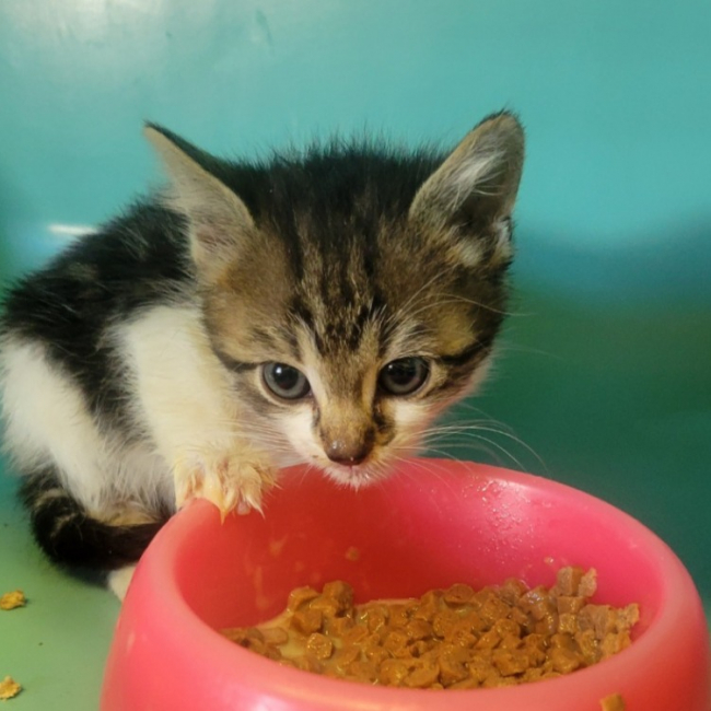 Greta - Chat Européen à adopter