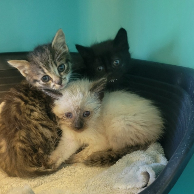 Enid - Chat Européen à adopter