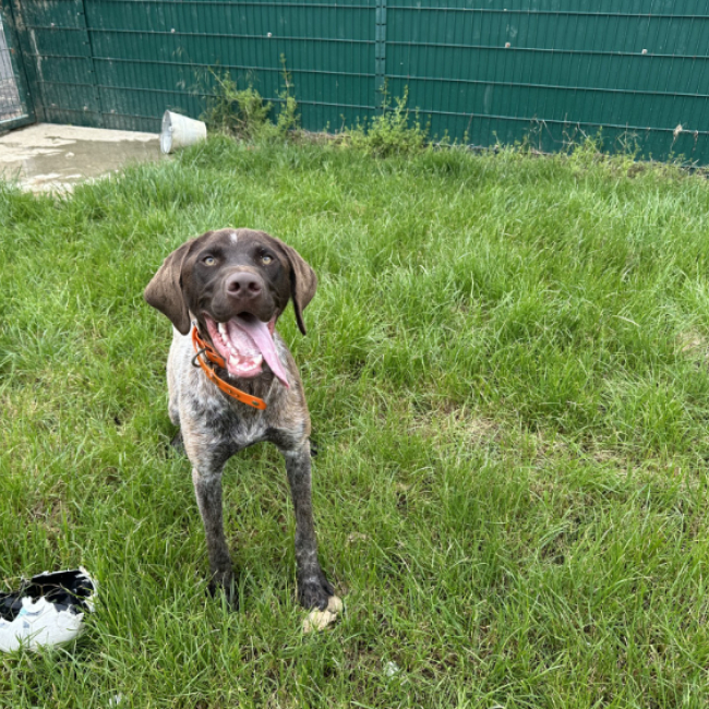 Gaston - Chien Braque allemand à poil court à adopter