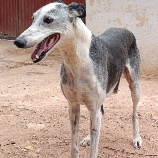 Cheni - Chien à adopter