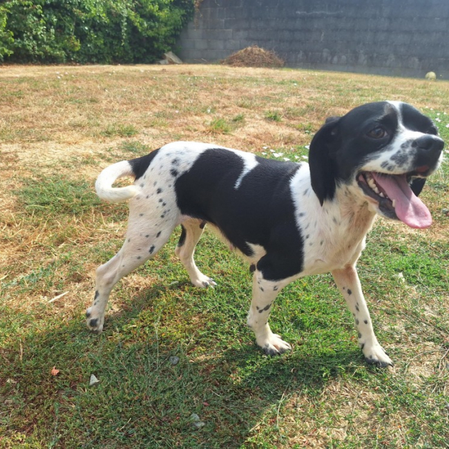 Farah - Chien à adopter