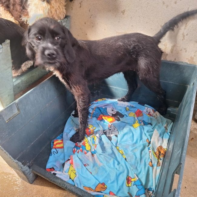 Rakel - Chien à adopter