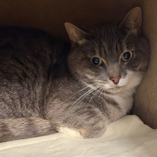 Winnie - Chat Européen à adopter