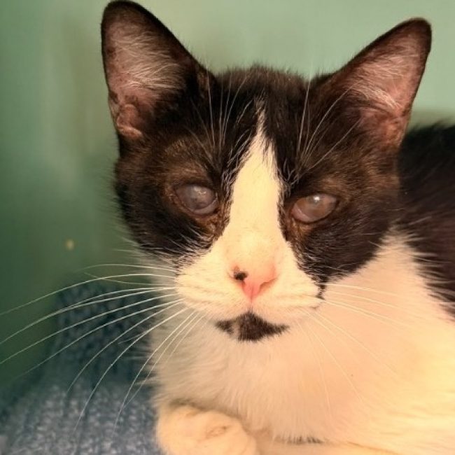 Drayko - Chat Européen à adopter