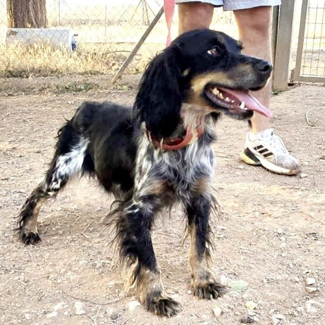 KORA - Chien Epagneul Breton x Setter Anglais à adopter