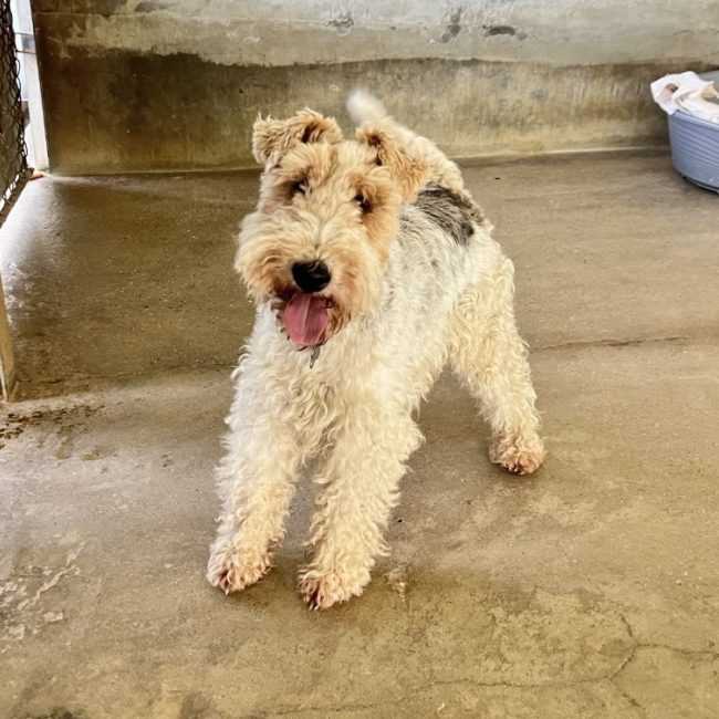 Arthur - Chien à adopter