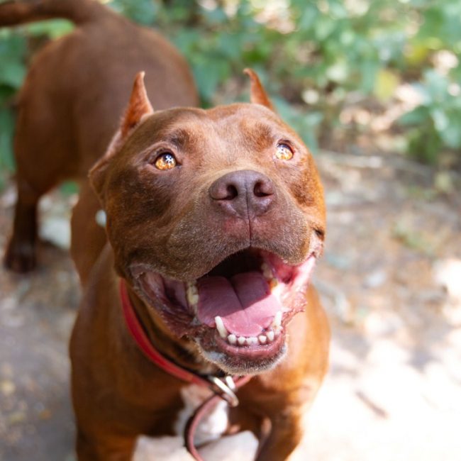 Bandy - Chien American Bully à adopter