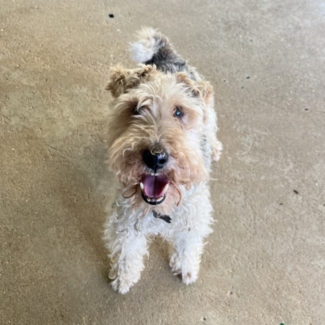 Alfred - Chien à adopter