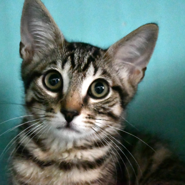 Oggy