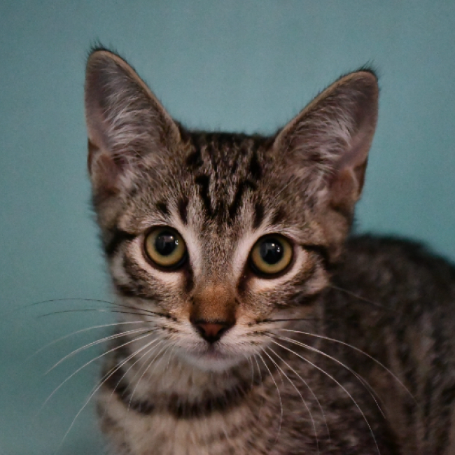 Olie - Chat Européen à adopter