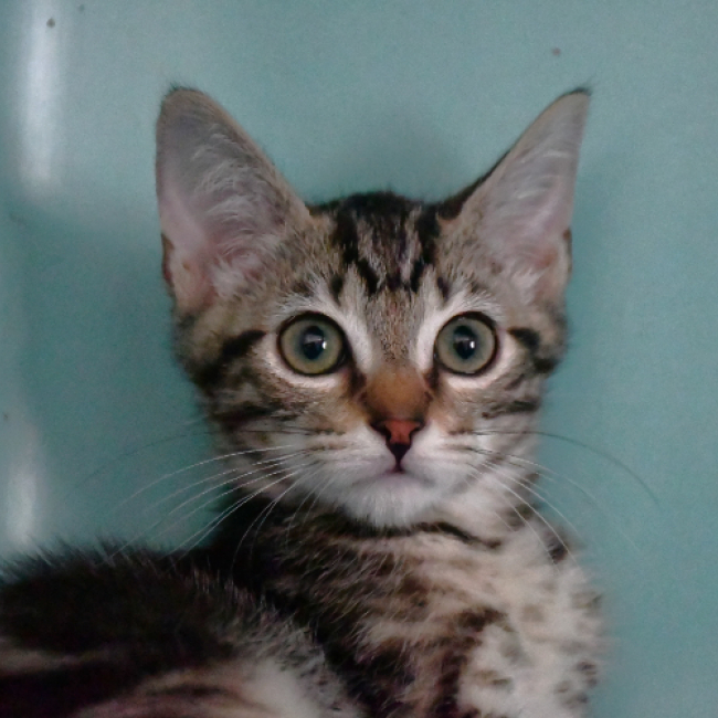 Savana - Chat Européen à adopter