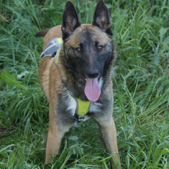 NELSON - Chien Berger Belge à adopter