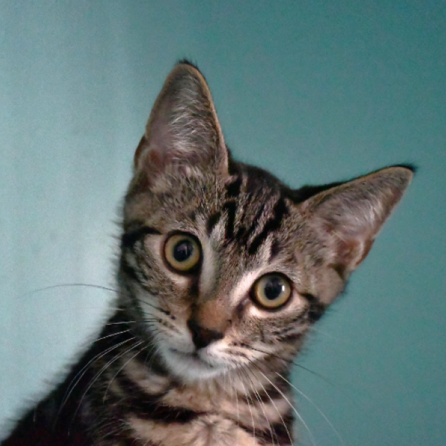 Danny - Chat Européen à adopter