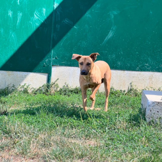 Bingo - Chien Berger à adopter