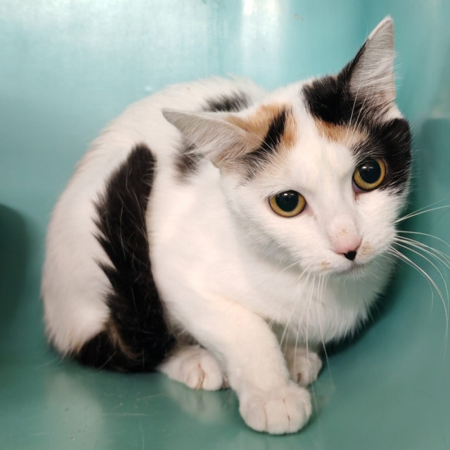 Bianca - Chat Européen à adopter