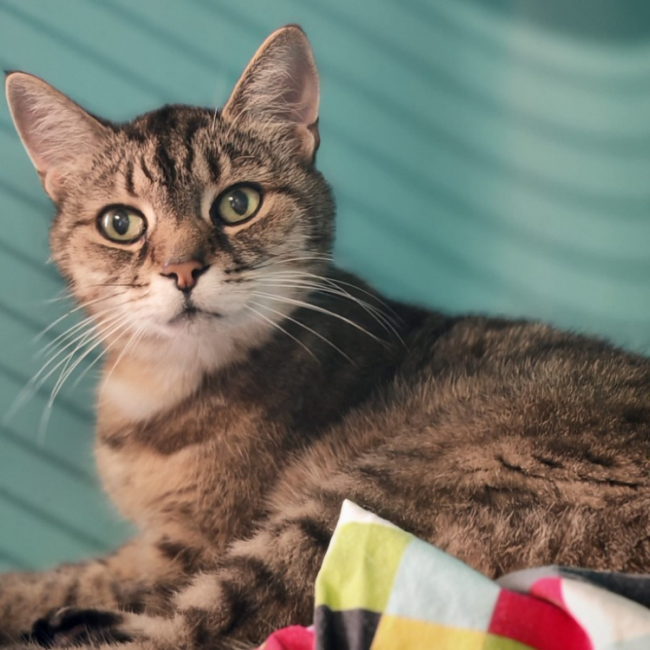 Tia - Chat Européen à adopter