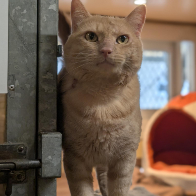 Bibichou - Chat Européen à adopter