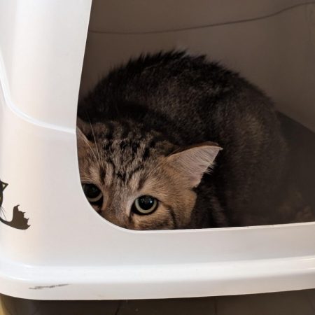 A17507 cezanne - Chat Européen à adopter