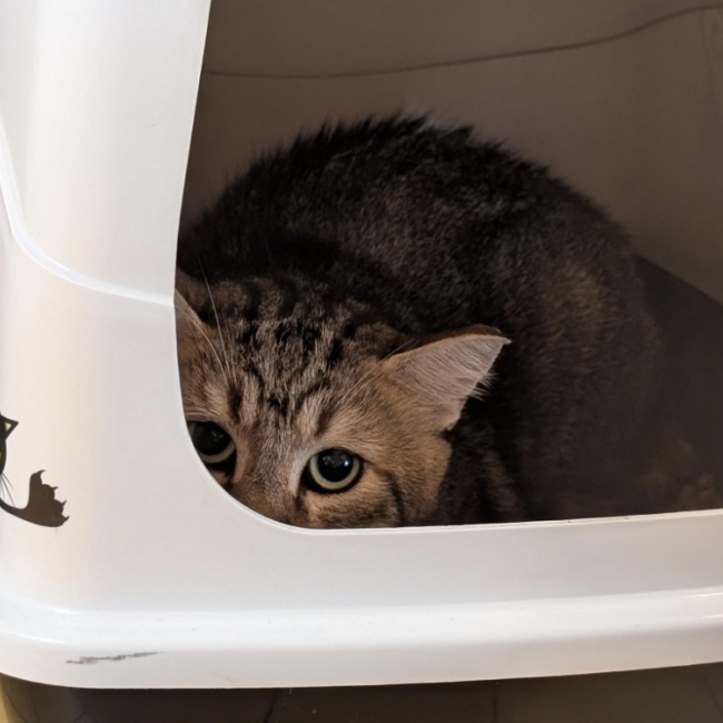 A17507 cezanne - Chat Européen à adopter