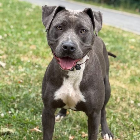 Arya - Chien Bouledogue Américain à adopter