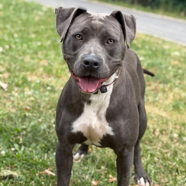 Arya - Chien Bouledogue Américain à adopter