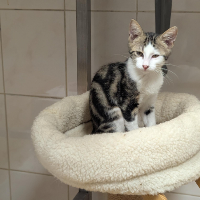 Bastien - Chat Européen à adopter